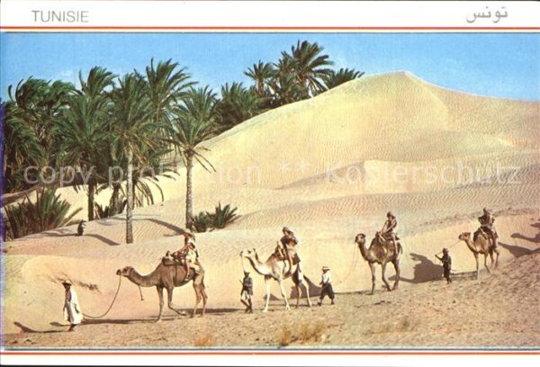 Kamel  Camel Chameau Tunisie Caravane du Sahara
