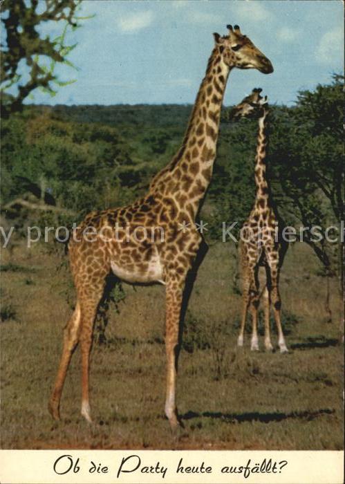 Giraffe