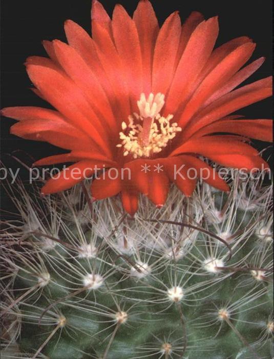 Blumen Parodia lohaniana