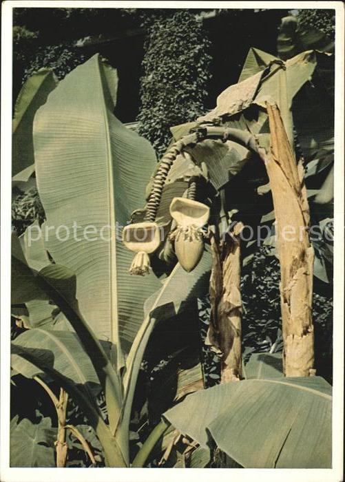 Bananen Bananenstauden Insel Mainau Bodensee