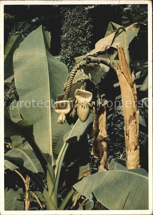 Bananen Bananenstauden Insel Mainau Bodensee