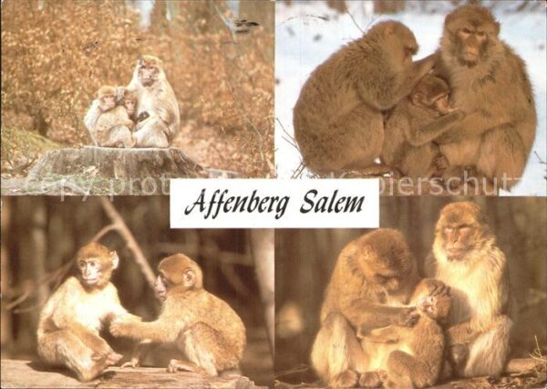 Affen Affenberg Salem Berberaffen