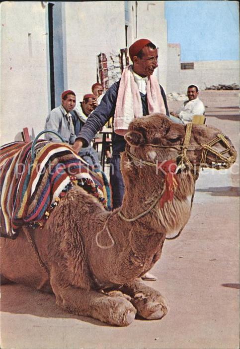 Kamel  Camel Chameau Chameau-Taxi Tunisie