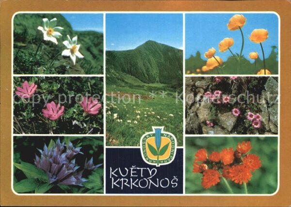 Blumen Kvety Krkonos Koniklec bily Horec tolit