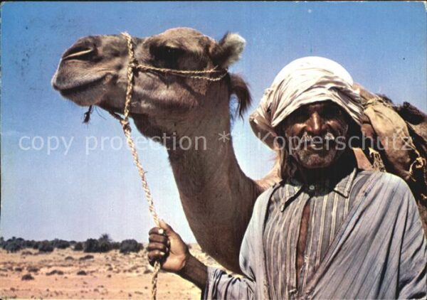 Kamel  Camel Chameau Sud Tunisien Chamelier
