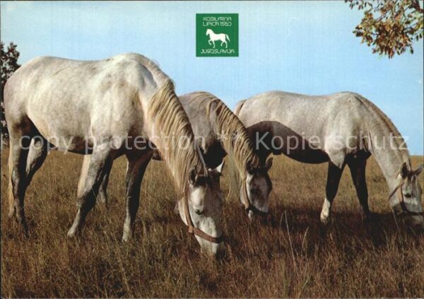 Lipica Pferdekoppel