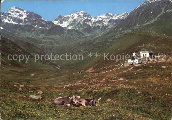 Koelnerhaus Tirol Berghaus Alm Kühe Alpen