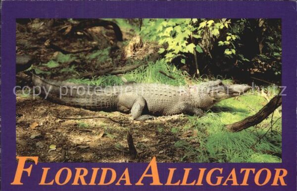Krokodile Florida Alligator