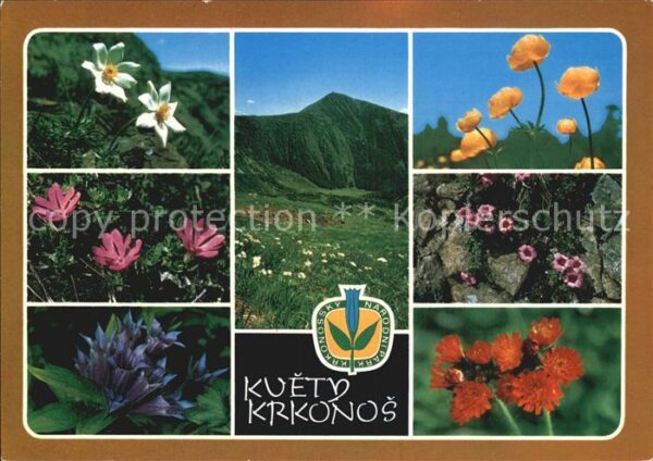 Blumen Kvety Krkonos Jestrabnik oranzovy Lomik