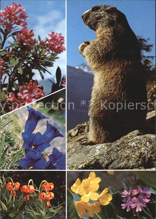 Murmeltier Enzian Alpenrosen Primeln