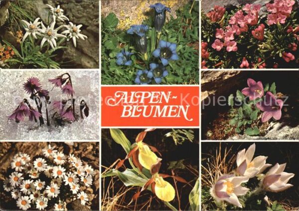 Blumen Alpenblumen Edelweiss Enzian Felsen-Ste