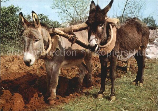 Esel Tiere Landwirtschaft