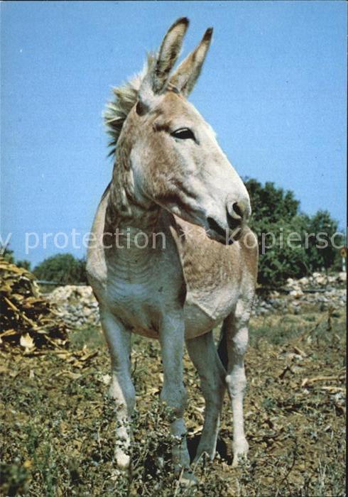 Esel Tiere