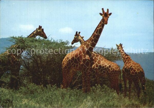 Giraffe Giraffes