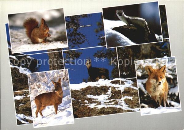 Tiere Alpentiere Eichhörnchen Gemse Fuchs
