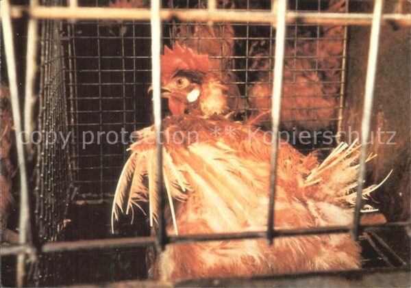 Gefluegel Hahn Abstimmung Abschaffung Tierfabrike