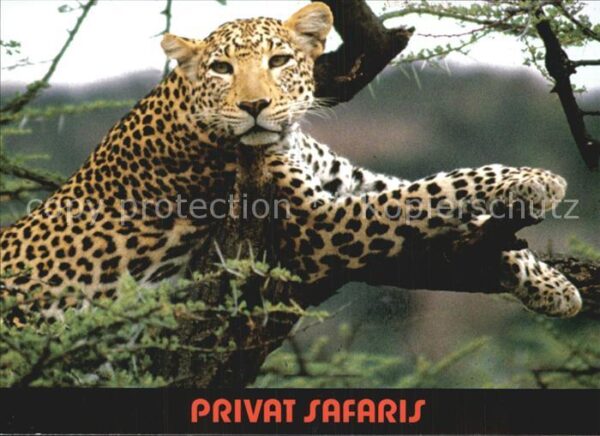 Tiere Leopard Privat Safaris