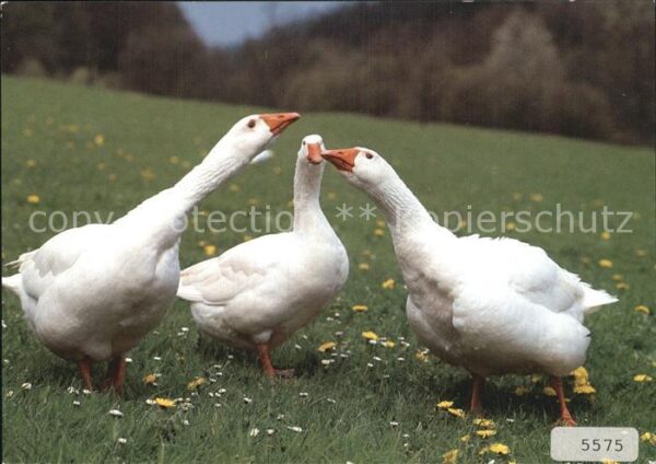 Gefluegel Hausgänse Oies Geese