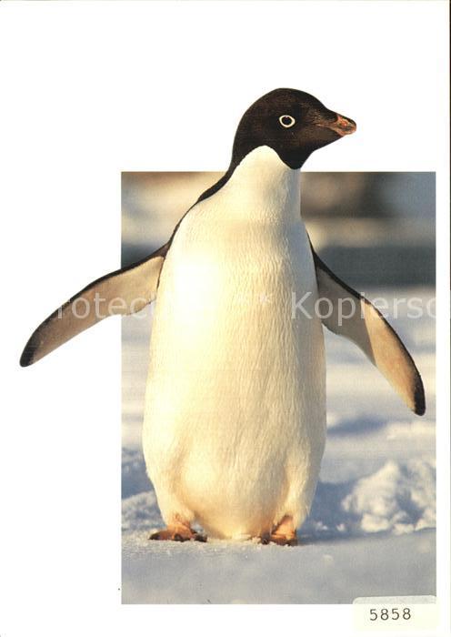 Pinguin Adelie-Pinguin Pygoscelis adeliae