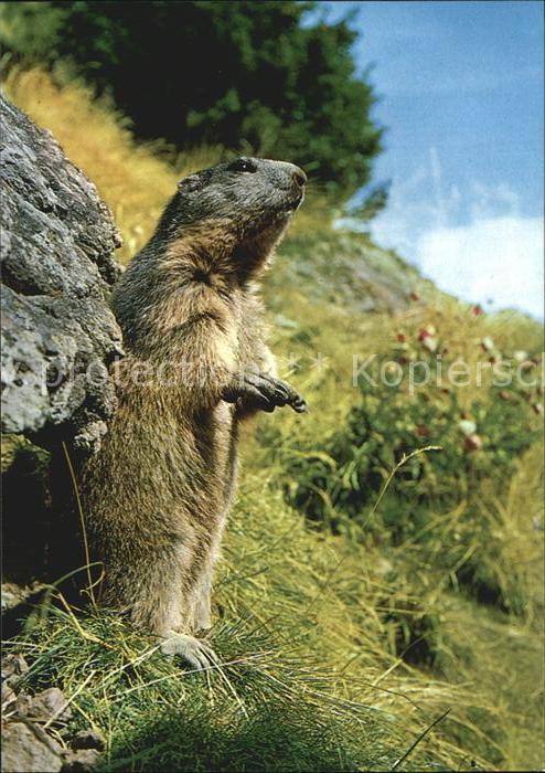 Murmeltier Marmotte Marmot