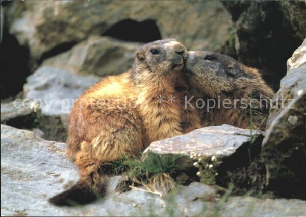 Murmeltier Marmottes Marmots
