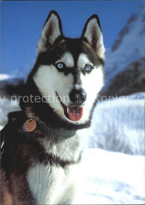Hunde Husky