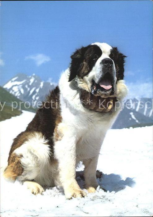 Bernhardiner Chien du Mont Saint-Bernard