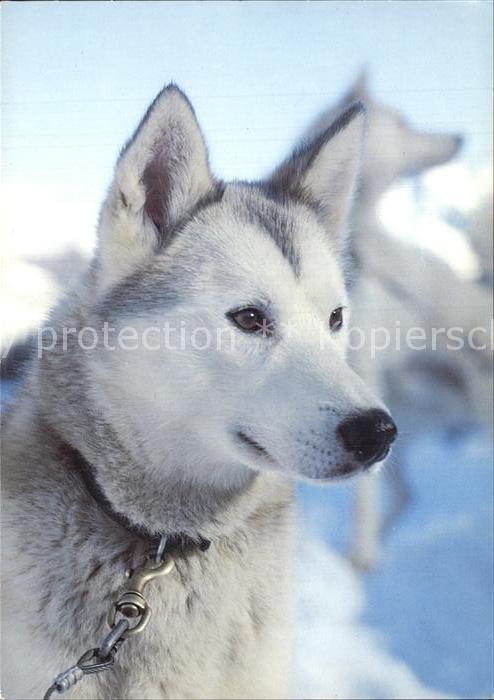 Hunde Sibirian Huskey