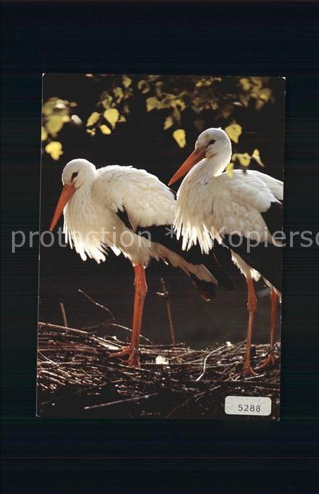 Storch Ciconia Cigognes Storks
