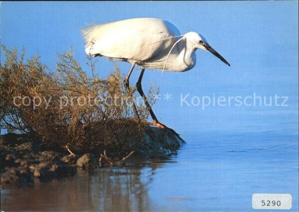Voegel Seidenreiher Aigrette Bords du Vaccares