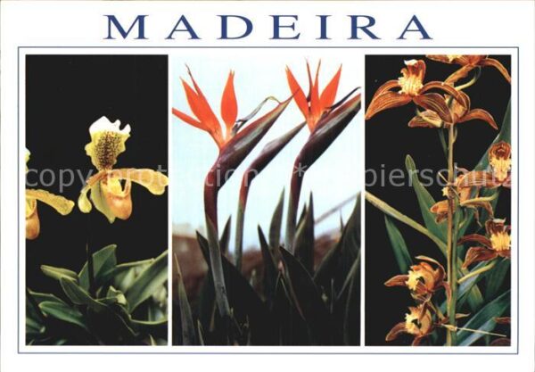Blumen Madeira Paphiopedilum Strelitzia Cymbid