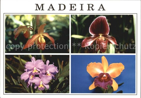 Blumen Madeira Orchideen Orquideas