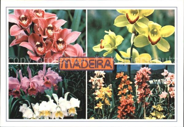 Blumen Madeira Orquideas na Quinta da Boa Vist