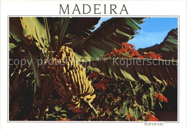 Bananen Madeira Bananeira