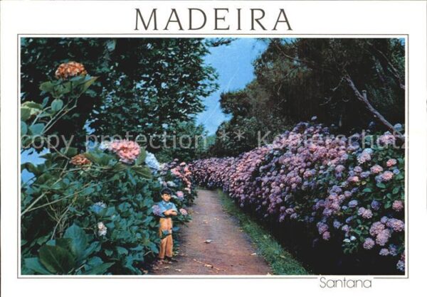Blumen Madeira Hortensias nas Queimadas