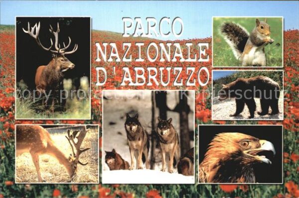 Tiere Parco Nazionale Abruzzo Hirsch Eichhörn