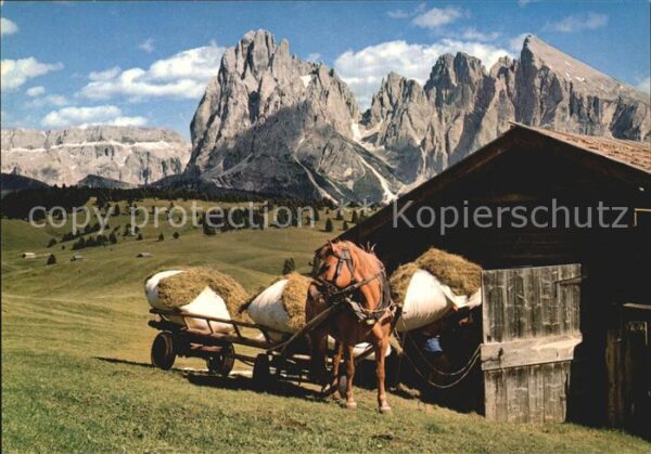 Pferde Solomiti Alpe di Siusi Seiser Alm