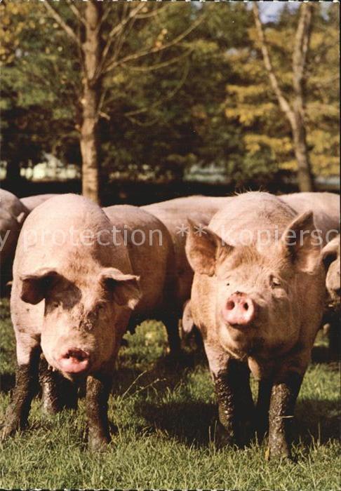 Schweine Hausschwein Porc domestique Pig