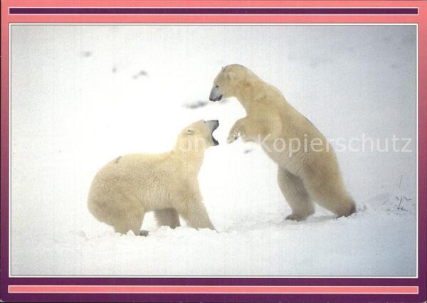Eisbaer Polar bear cubs Norway