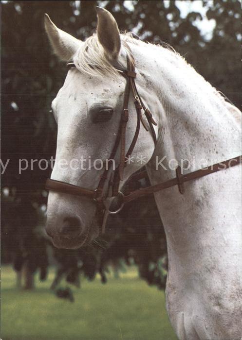 Pferde Chevail Horse