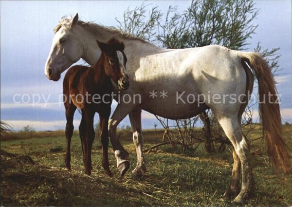 Pferde Camargue Chevaux Horses