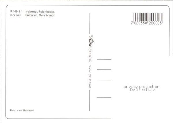 Eisbaer Polar Bears Norway Ours Blancs – Bild 2