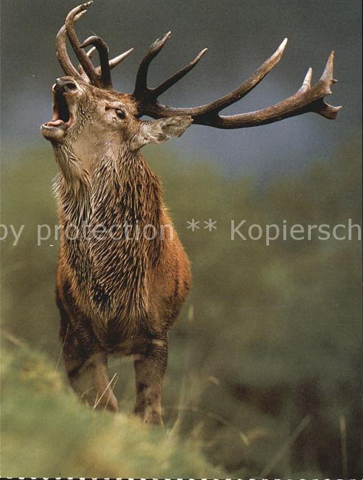 Hirsch Rothirsch Cervus elaphus Cerf Stag