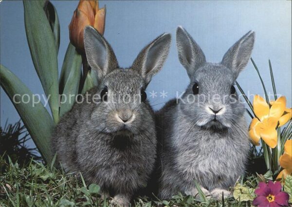 Hasen Kaninchen Lapins Rabbits
