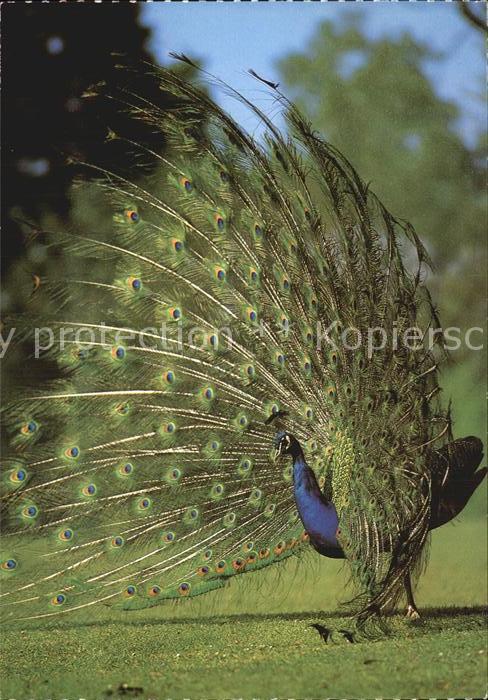 Voegel Blauer Pfau Paon bleu Indian Peafowl