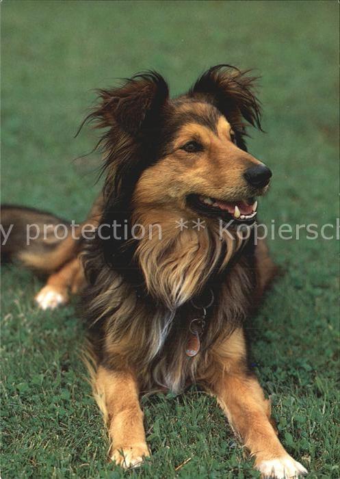 Hunde Belgischer Schäferhund Chien de berger