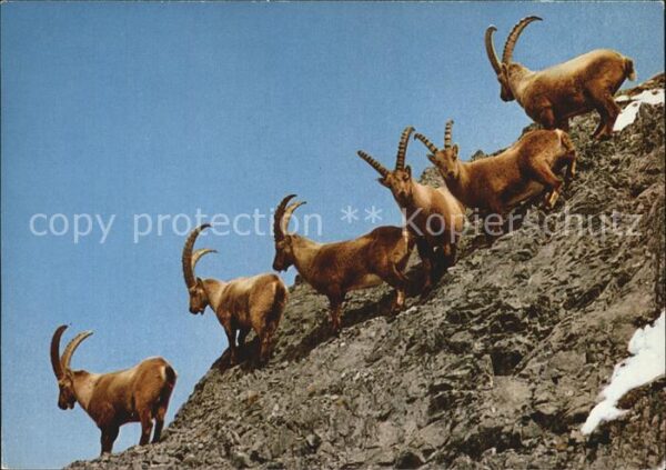 Steinbock Alpensteinböcke Bouquetins Ibexes