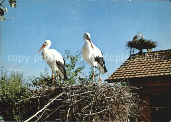 Storch Schweizerische Vogelwarte Sempach Altre