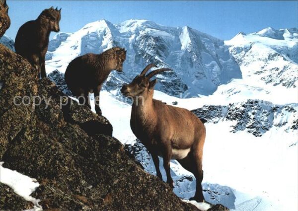Steinbock Capra Ibex Bouquetins