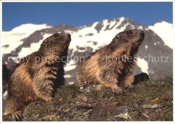 Murmeltier Marmottes Marmots